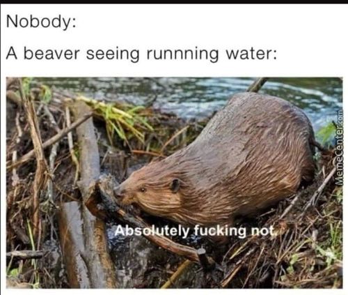 Nobody:
A Beaver Seeing Runnning Water:
Tely Rucking
