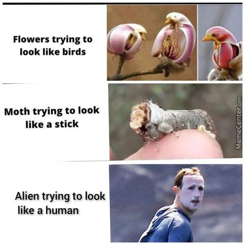 Flowers Trying To
Look Like Birds
Moth Trying To Look
Like A Stick
Alien Trying To Look
Like A Human
