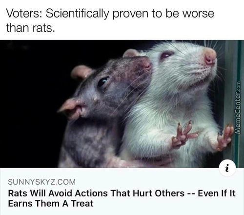 Voters: Scientifically Proven To Be Worse
Than Rats.
SUNNYSKYZ.COM
Rats Will Avoid Actions That Hurt Others Even If It
Earns Them A Treat
