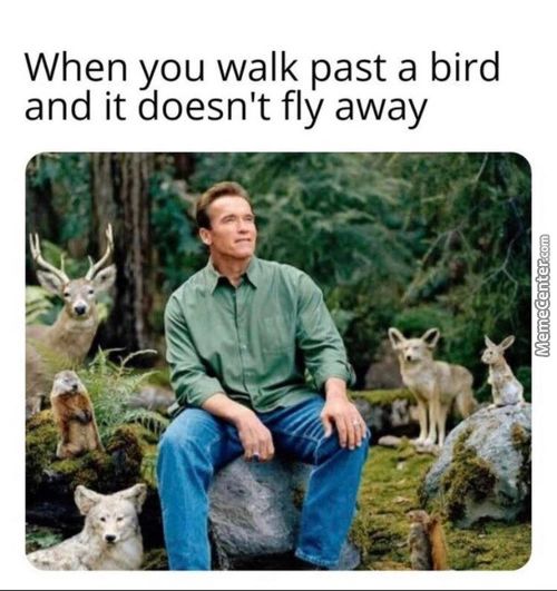 When You Walk Past A Bird
And It Doesn't Fly Away
