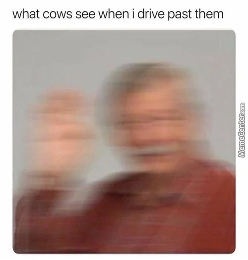 What Cows See When I Drive Past Them
