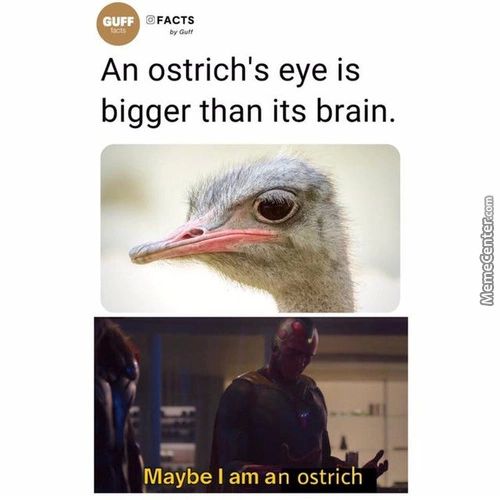 @FACTS
An Ostrich's Eye Is
Bigger Than Its Brain.
)Majbe I Am An Ostrich
