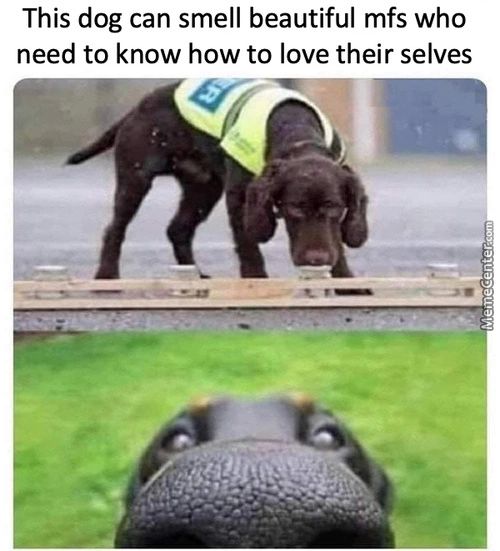 This Dog Can Smell Beautiful Mfs Who
Need To Know How To Love Their Selves
