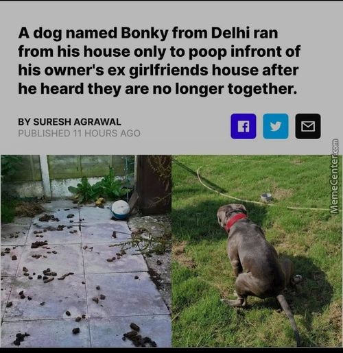 A Dog Named Bonky From Delhi Ran
From His House Only To Poop Infront Of
His Owner's Ex Girlfriends House After
He Heard They Are No Longer Together.
BY SURESH AGRAWAL
PUBLISHED 11 HOURS AGO
