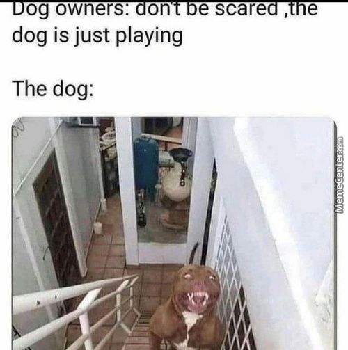 Og Owners: On E Scare
Dog Is Just Playing
The Dog:

