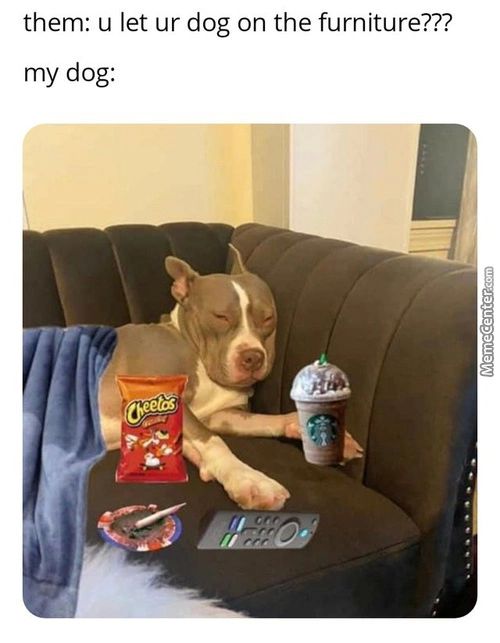 Them: U Let Ur Dog On The Furniture???
My Dog:
