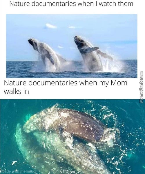 Nature Documentaries When I Watch Them
Nature Documentaries When My Mom
Walks In
