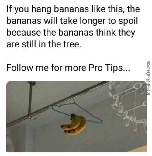 If You Hang Bananas Like This, The
Bananas Will Take Longer To Spoil
Because The Bananas Think They
Are Still In The Tree.
Follow Me For More Pro Tips...
