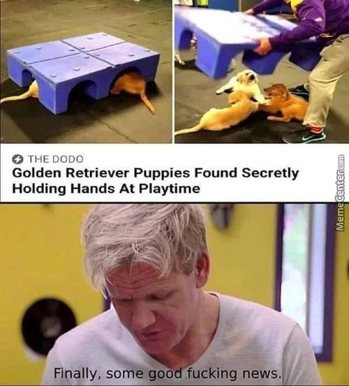 O THE DODO
Golden Retriever Puppies Found Secretly
Holding Hands At Playtime
Finally, Some Good Fucking News.
