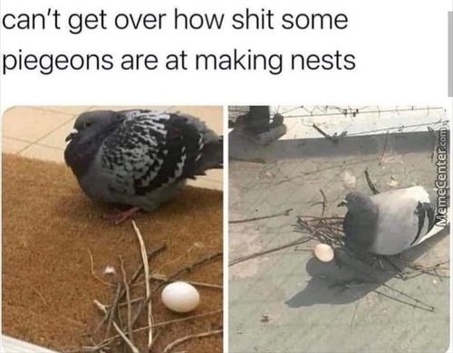 Can't Get Over How Shit Some
Piegeons Are At Making Nests
