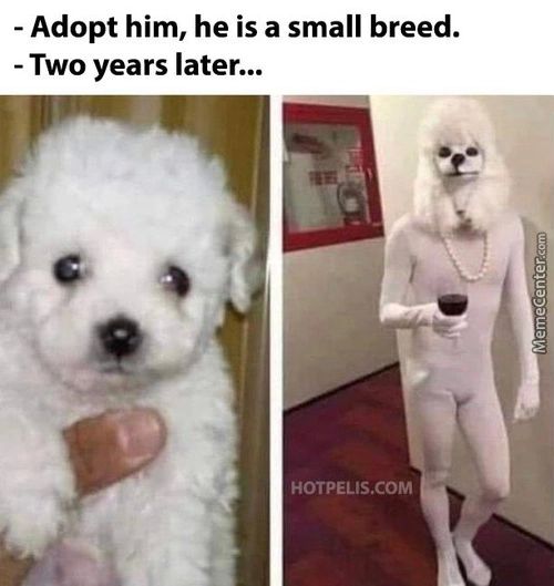 - Adopt Him, He Is A Small Breed.
- Two Years Later...
HOTPELIS.COM
