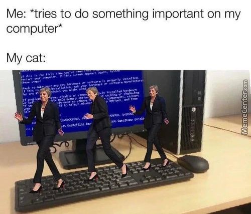 Me: *tries To Do Something Important On My
Computer*
My Cat:
