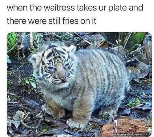 When The Waitress Takes Ur Plate And
There Were Still Fries On It

