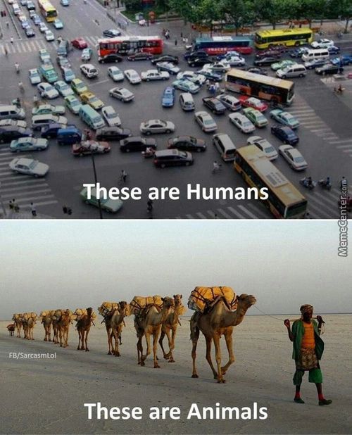 •Thgse Are Humans
These Are Animals
