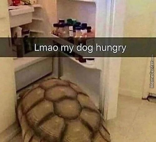Lmao My Dog Hungry
