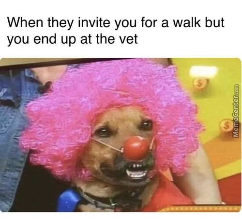 When They Invite You For A Walk But
You End Up At The Vet
