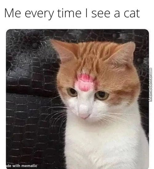 Me Every Time I See A Cat
De With Memati&
