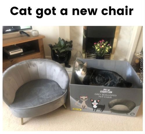 Cat Got A New Chair
