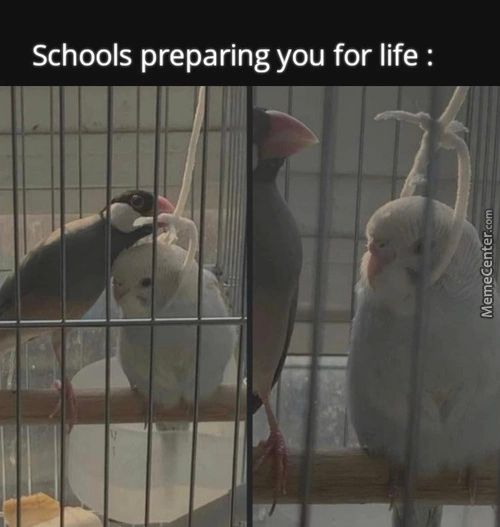 Schools Preparing You For Life :
