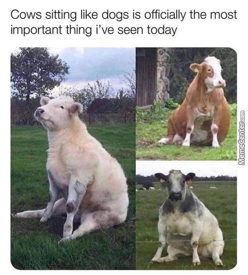 Cows Sitting Like Dogs Is Officially The Most
Important Thing I've Seen Today
