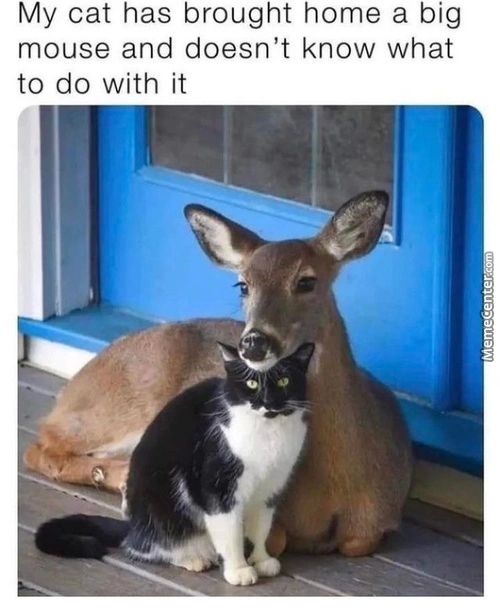 My Cat Has Brought Home A Big
Mouse And Doesn't Know What
To Do With It
