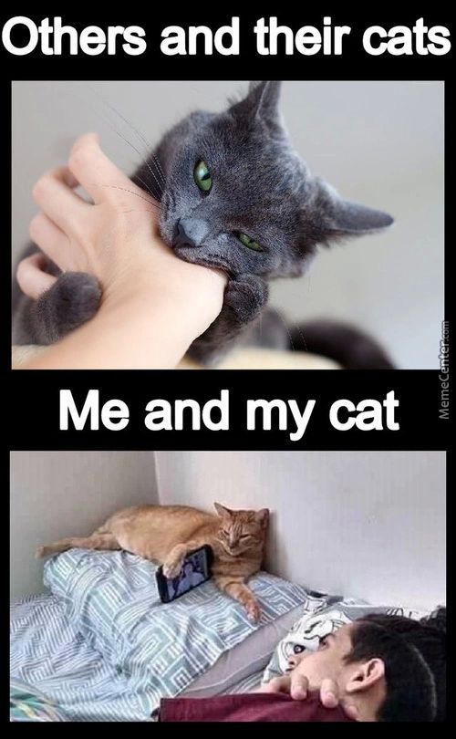 Others And Their Cats
Me And My Cat

