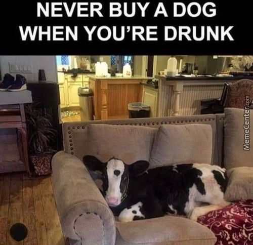 NEVER BUY A DOG
WHEN YOU'RE DRUNK
