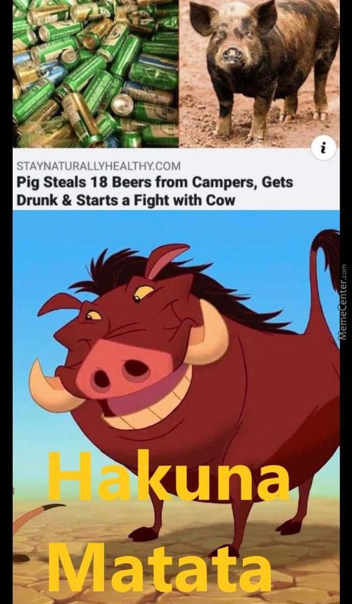 STAYNATURALLYHEALTHY.COM
Pig Steals 18 Beers From Campers, Gets
Drunk & Starts A Fight With Cow
FMa-tatæ=
