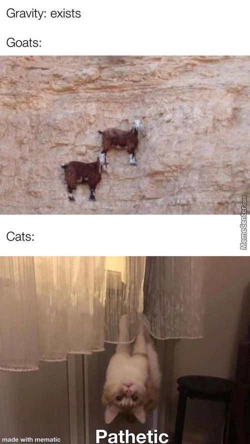 Gravity: Exists
Goats:
Cats:
Made With Mematic
Pathetic
