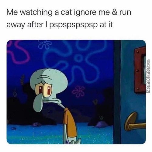 Me Watching A Cat Ignore Me & Run
Away After I Pspspspspsp At It
