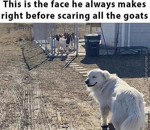 This Is The Face He Always Makes
Right Before Scaring All The Goats
