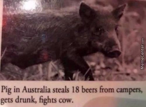 Pig In Australia Steals 18 Beers From Campers,
Gets Drunk, Fights Cow.
