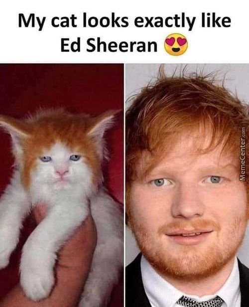 My Cat Looks Exactly Like
Ed Sheeran
