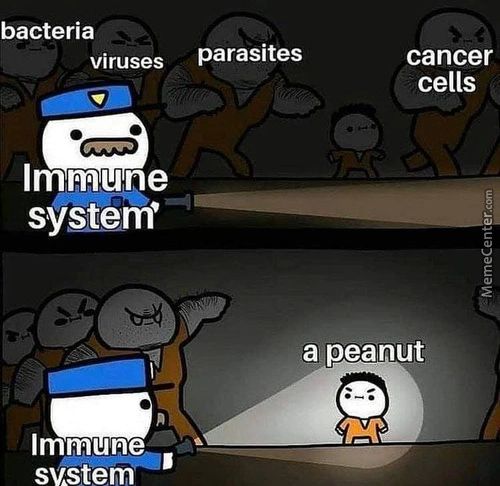 Bacteria
Viruses
Immune
System'
Immune
Svstem
Parasites
Cancer
Cells
A Peanut
