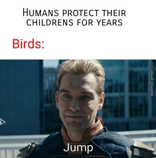 HUMANS PROTECT THEIR
CHILDRENS FOR YEARS
Birds:
Jump
