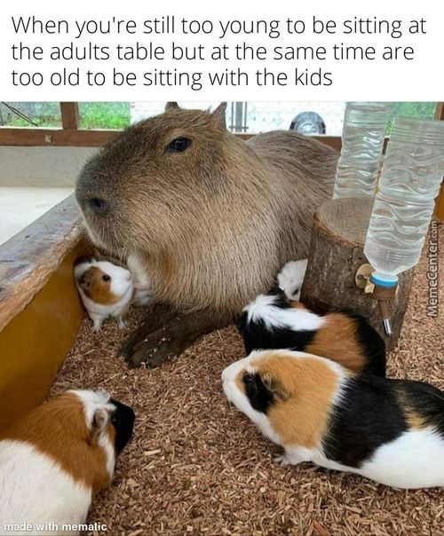 When You're Still Too Young To Be Sitting At
The Adults Table But At The Same Time Are
Too Old To Be Sitting With The Kids
