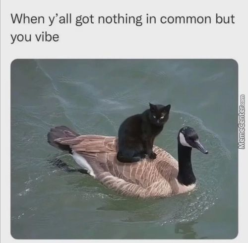 When Y'all Got Nothing In Common But
You Vibe
