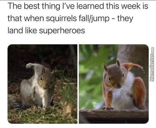 The Best Thing I've Learned This Week Is
That When Squirrels Fall/jump - They
Land Like Superheroes
