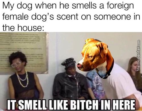 My Dog When He Smells A Foreign
Female Dog's Scent On Someone In
The House:
IT SMELL LIKE BITCH IN HERE
