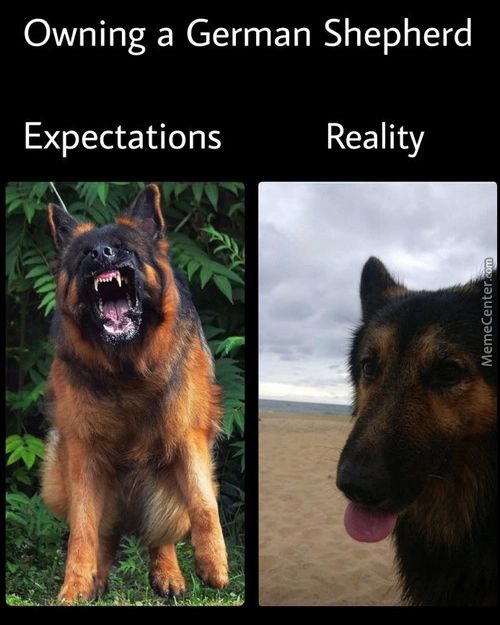 Owning A German Shepherd
Expectations
Reality
