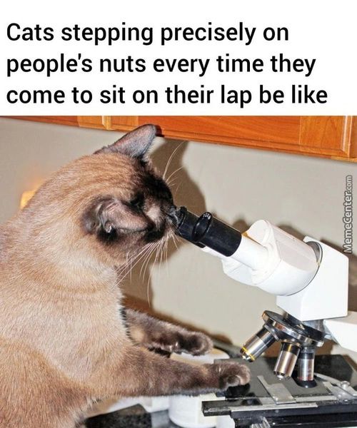Cats Stepping Precisely On
People's Nuts Every Time They
Come To Sit On Their Lap Be Like
