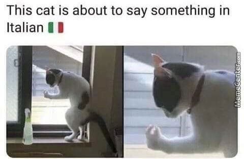 This Cat Is About To Say Something In
Italian T I
