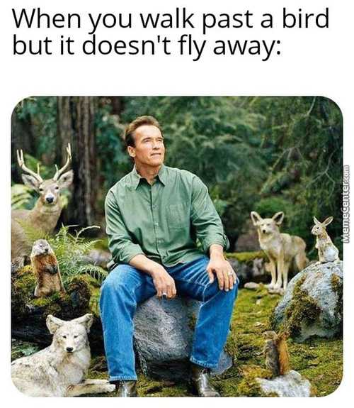 When You Walk Past A Bird
But It Doesn't Fly Away:

