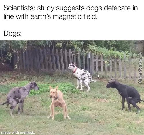 Scientists: Study Suggests Dogs Defecate In
Line With Earth's Magnetic Field.
Dogs:
• RnÅde •npempttc

