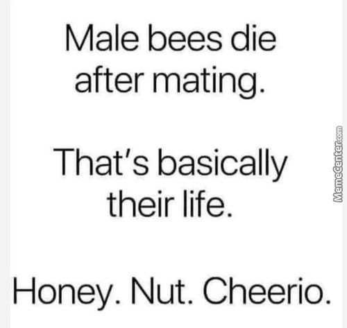 Male Bees Die
After Mating.
That's Basically
Their Life.
Honey. Nut. Cheerio.
