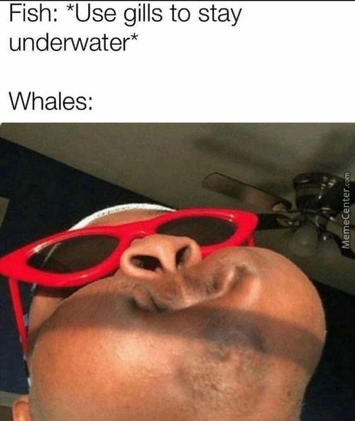 Fish: *Use Gills To Stay
Underwater*
Whales:
