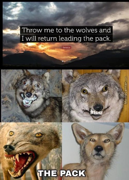 Throw Me To The Wolves And
I Will Return Leading The Pack.
THE PACK
