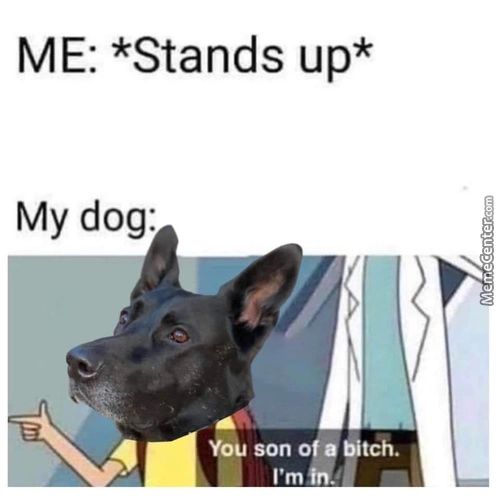 ME: *Stands Up*
My Dog:
Sono A Tch.
