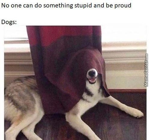 No One Can Do Something Stupid And Be Proud
Dogs:
