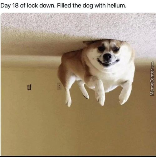 Day 18 Of Lock Down. Filled The Dog With Helium.
